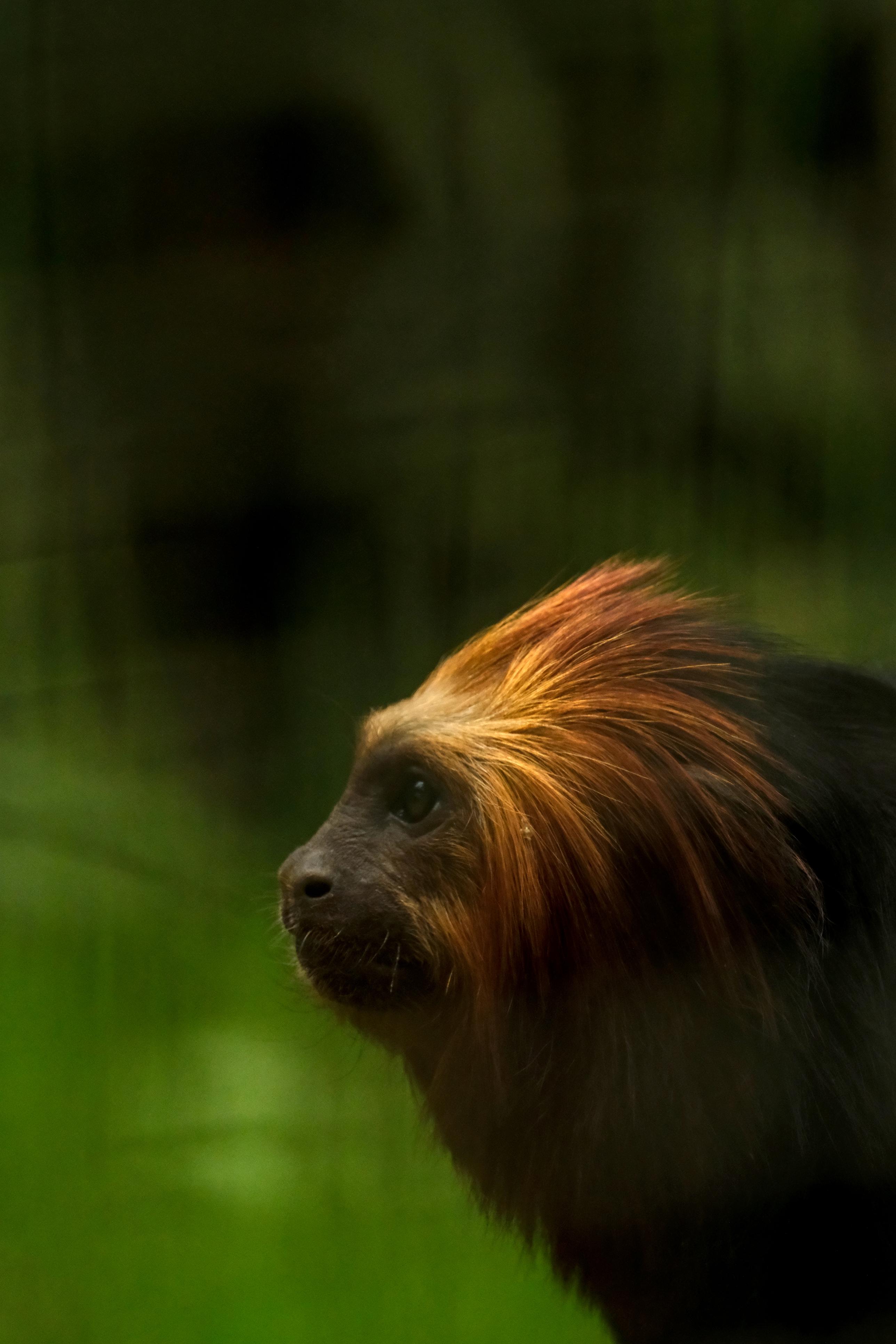 photo de tamarin, zoo African Safari, Julien Franck