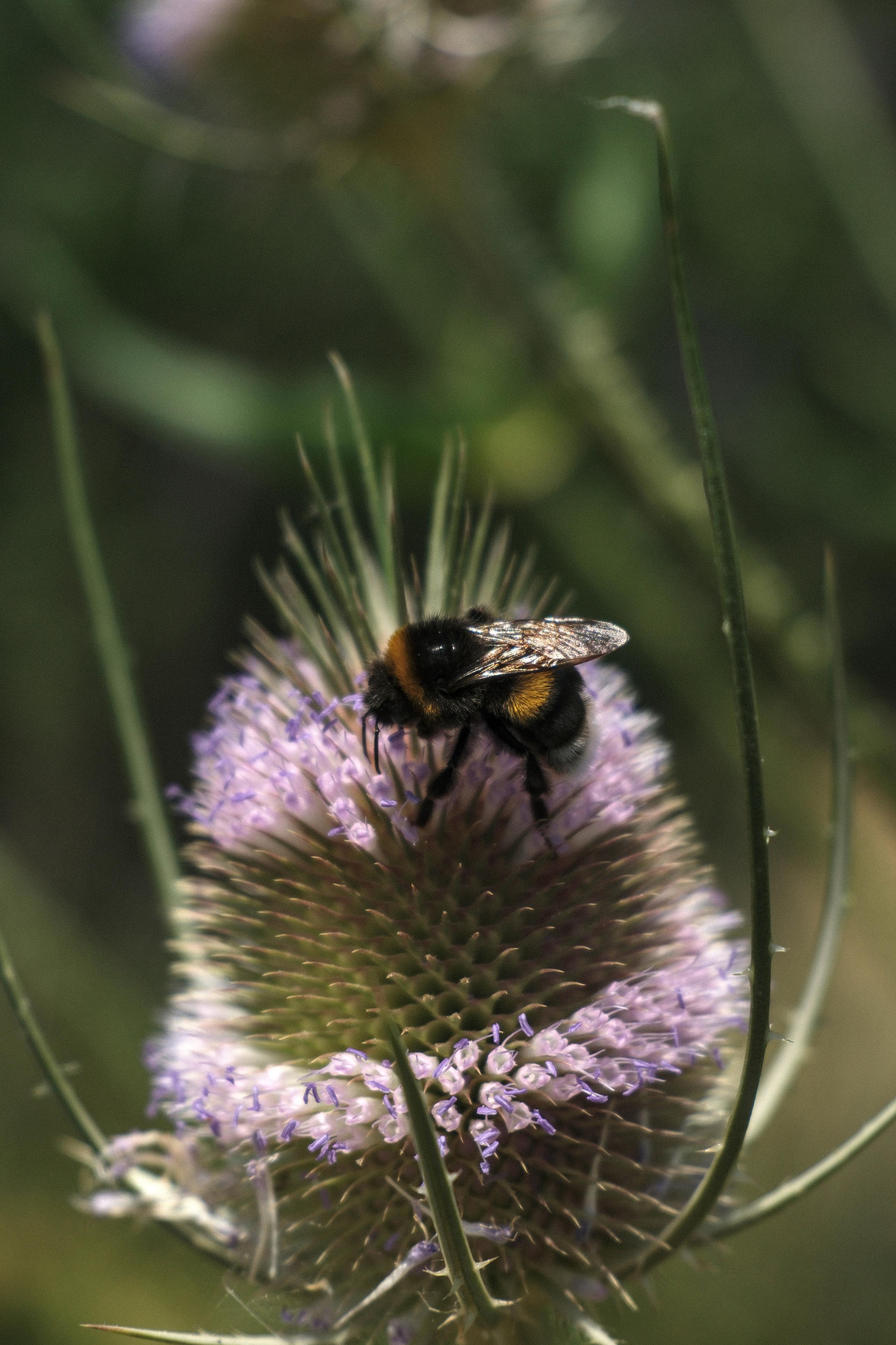 photo de bourdon, Julien Franck