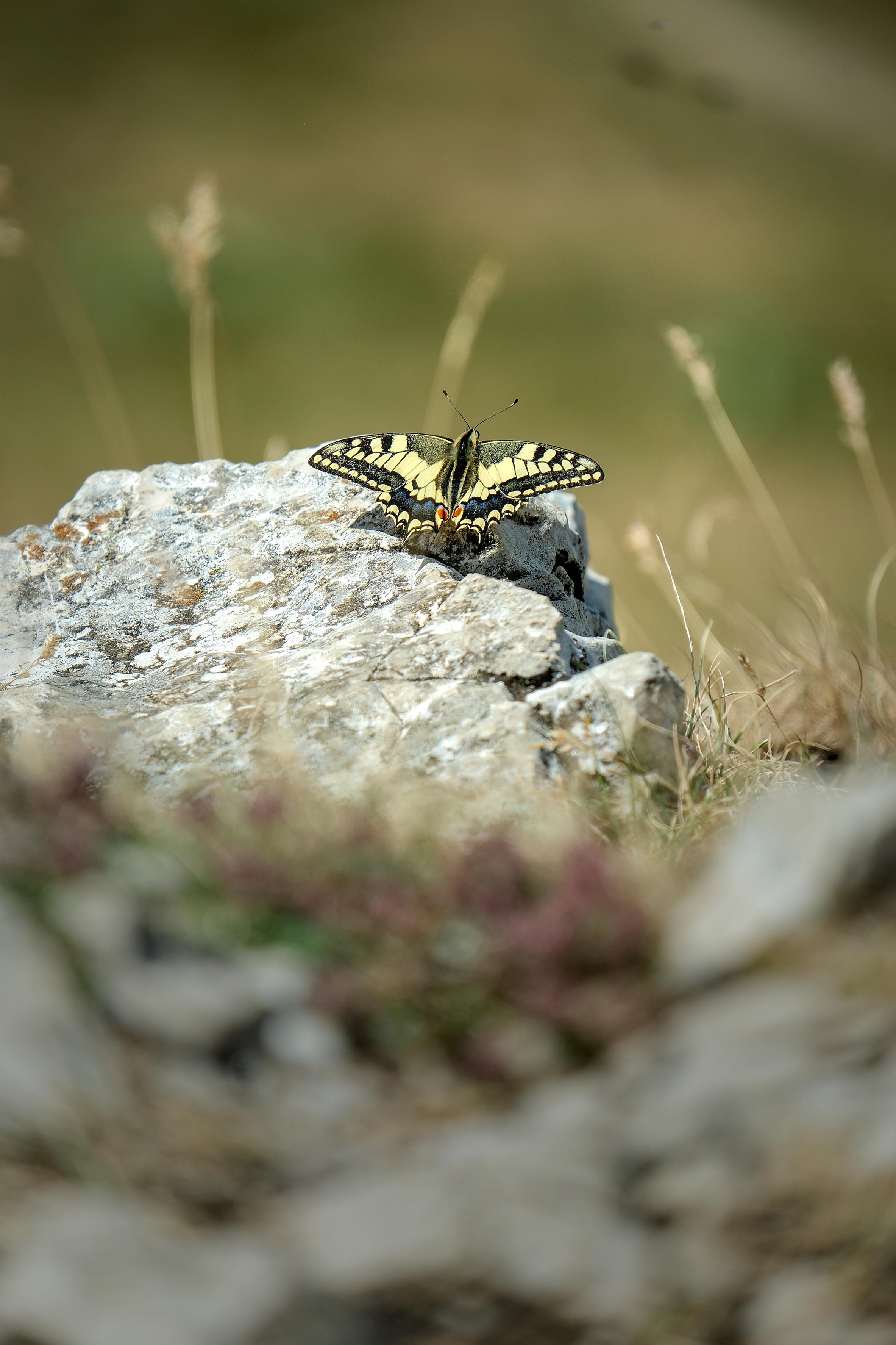 photo de papillon, Julien Franck