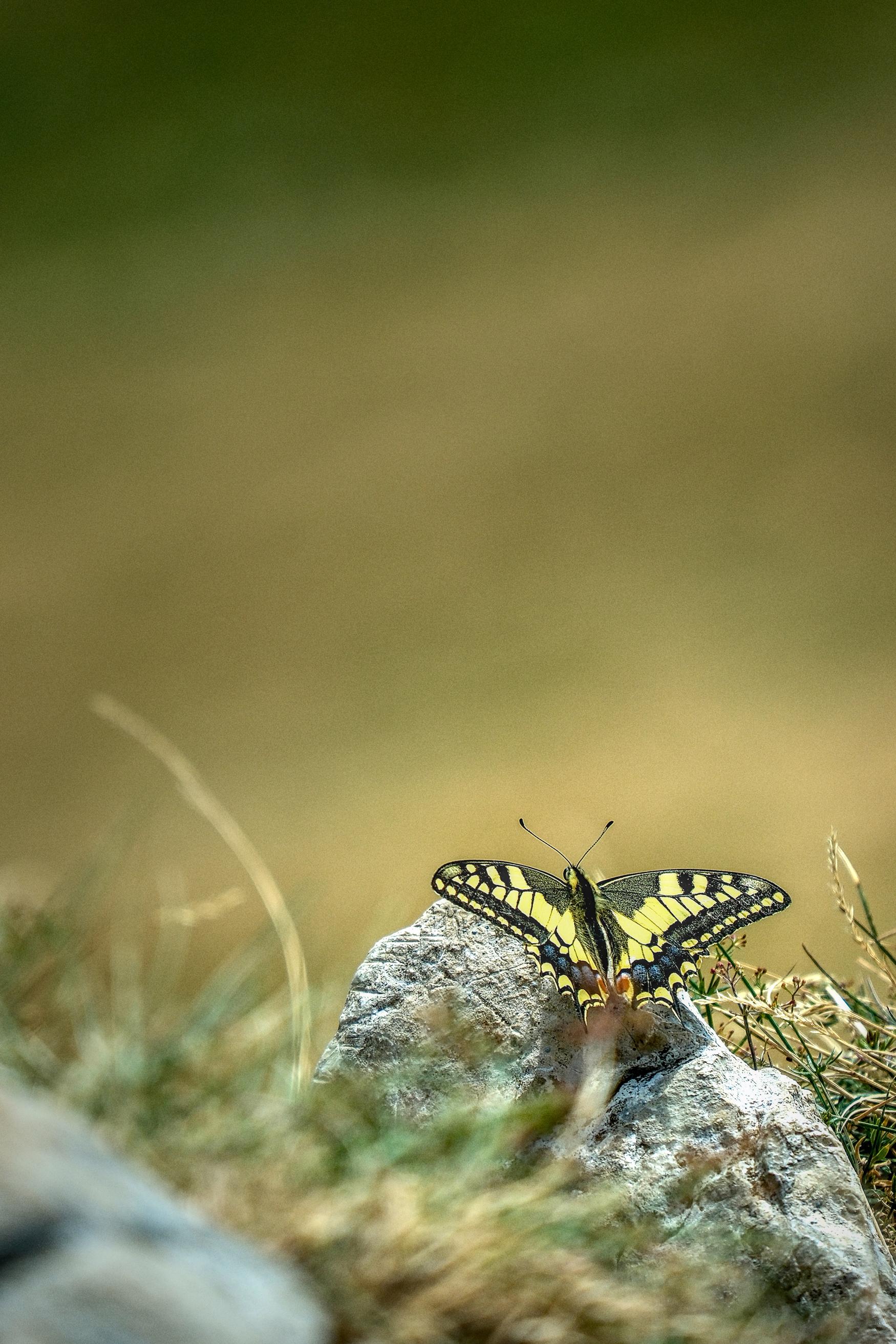photo de papillon, Julien Franck