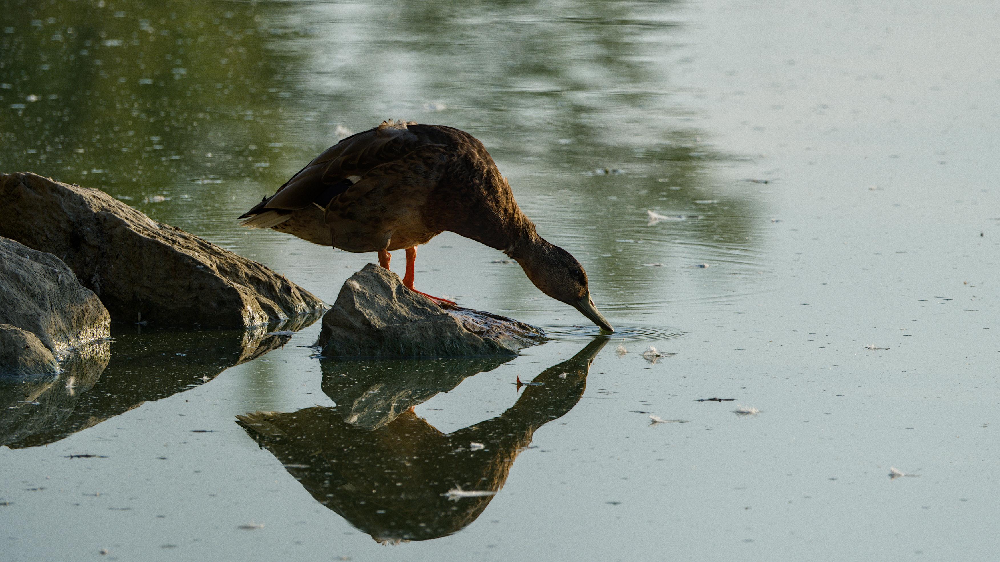 photo de canard, Julien Franck