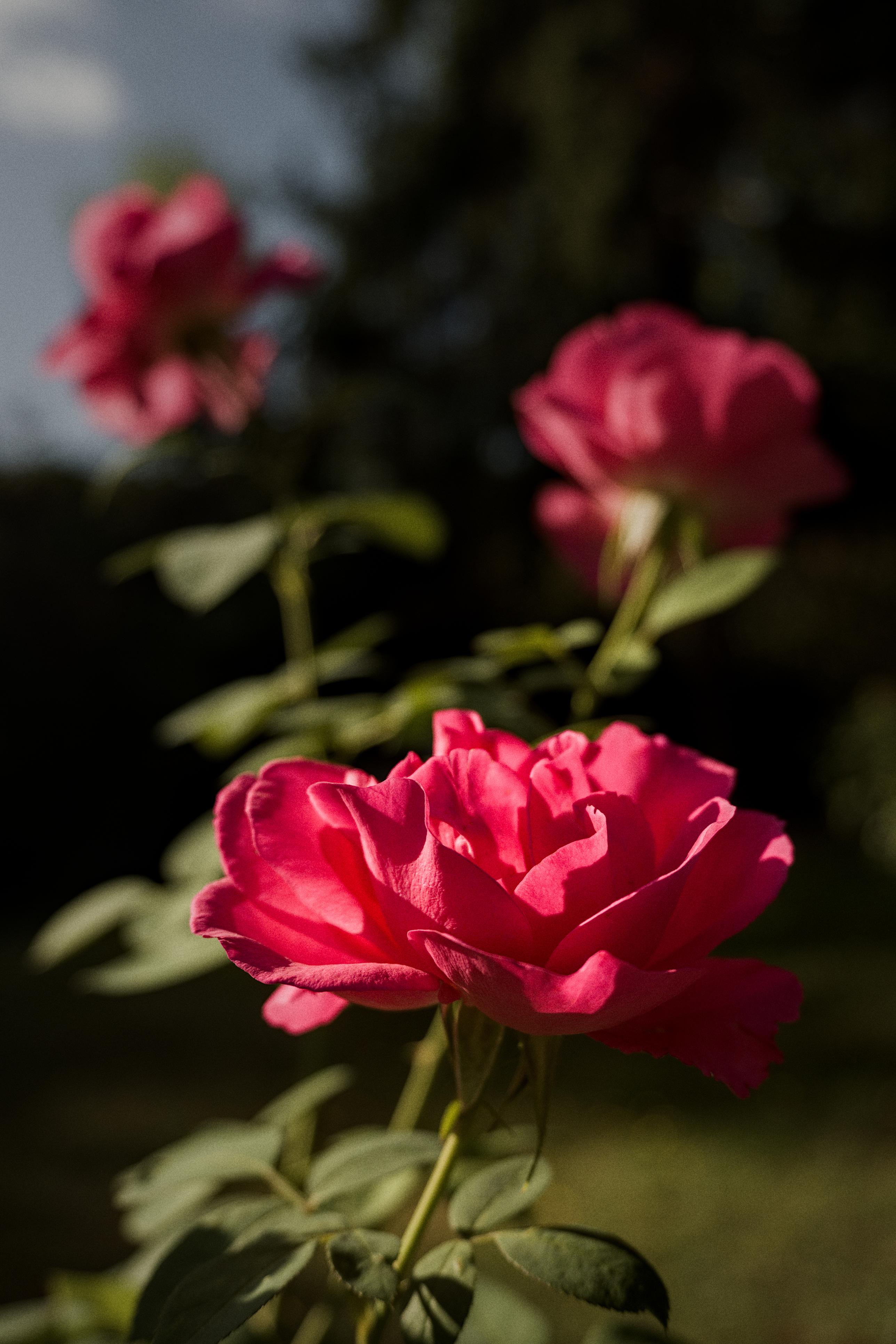 photo roses, Julien Franck