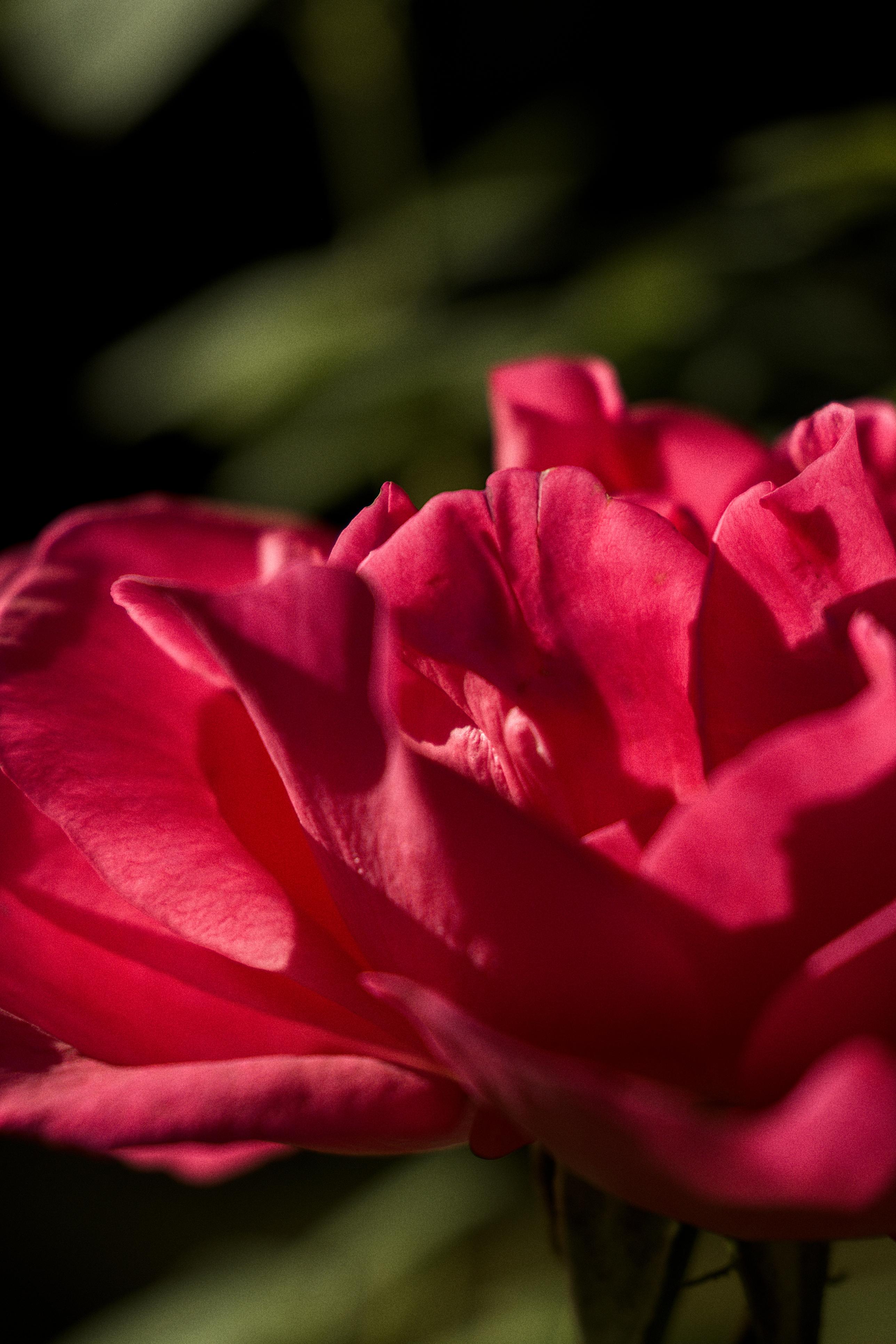 photo roses, Julien Franck