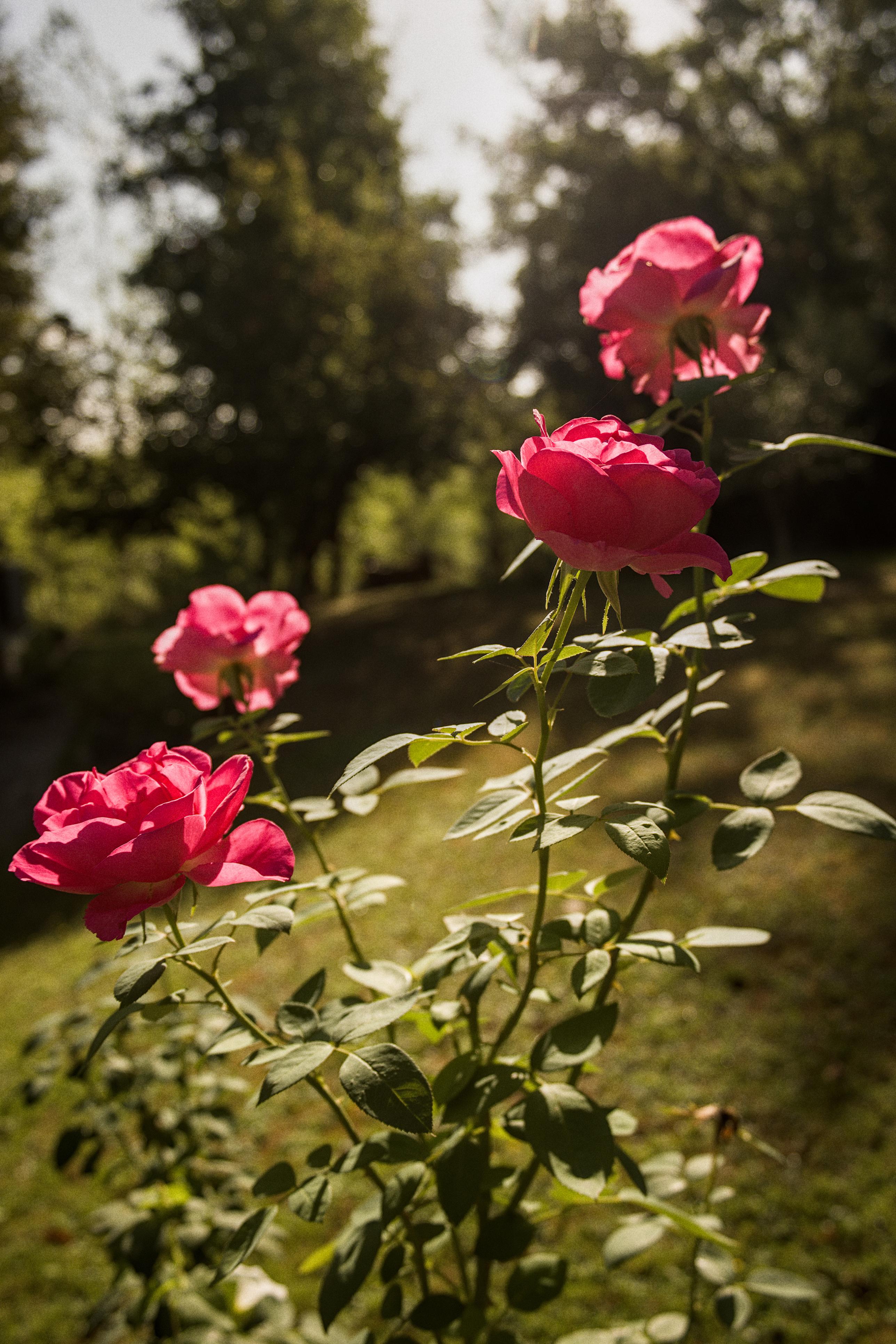 photo roses, Julien Franck