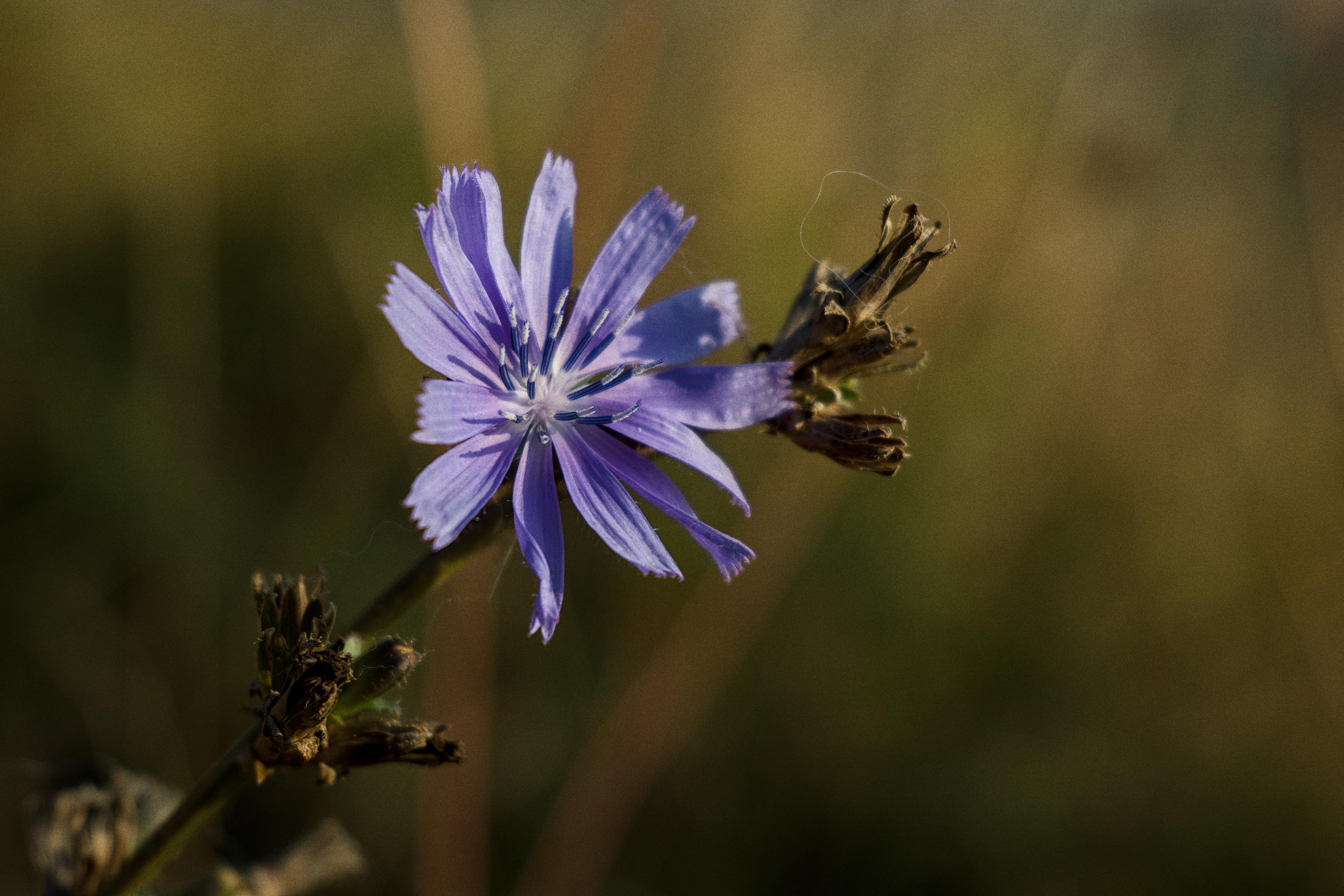 photo chicorée sauvage, Julien Franck