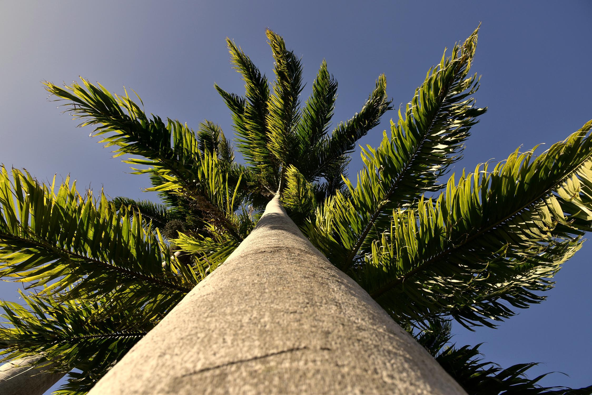 photo de palmier, la Réunion, Julien Franck